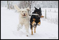 Snowdogs