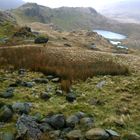 Snowdon im Winter 