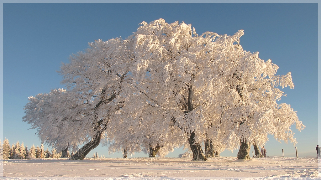 snowdream