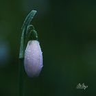 Snowdrop