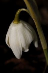 Snowdrop