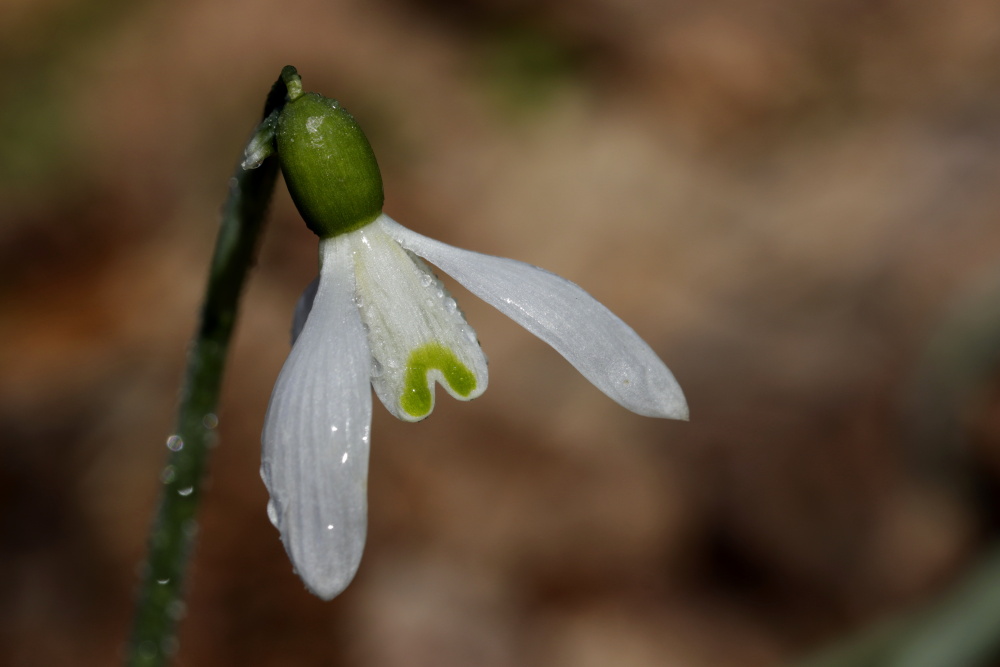 Snowdrop