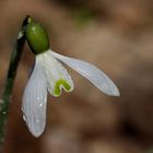 Snowdrop