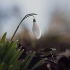 Snowdrop