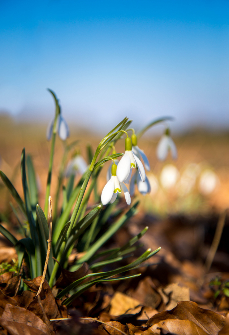 Snowdrop.