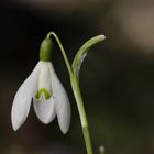 Snowdrop