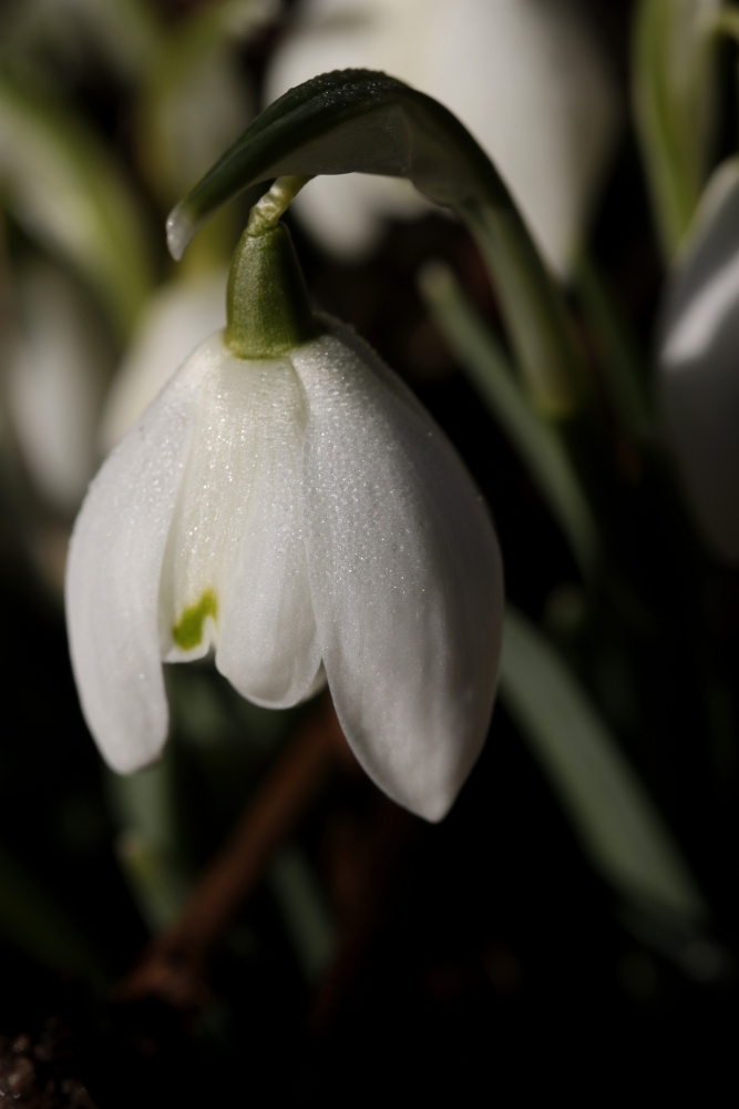 Snowdrop