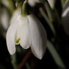 Snowdrop