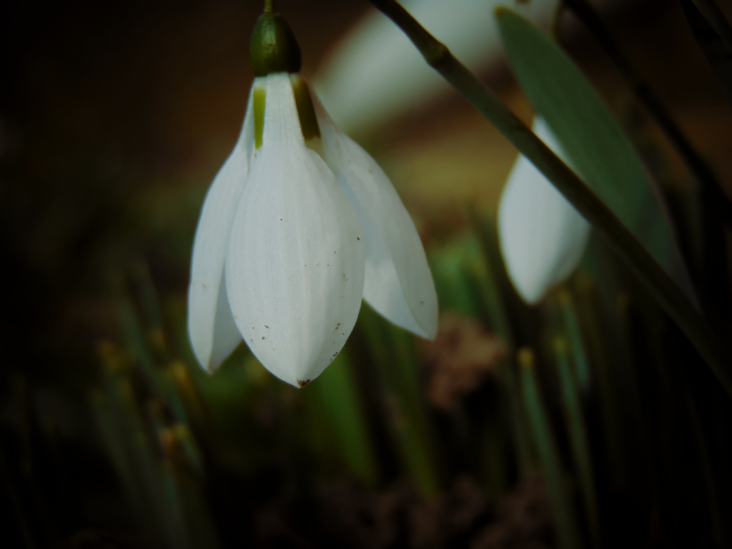 Snowdrop