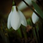 Snowdrop