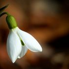 Snowdrop