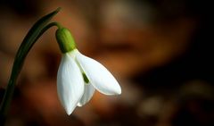 Snowdrop