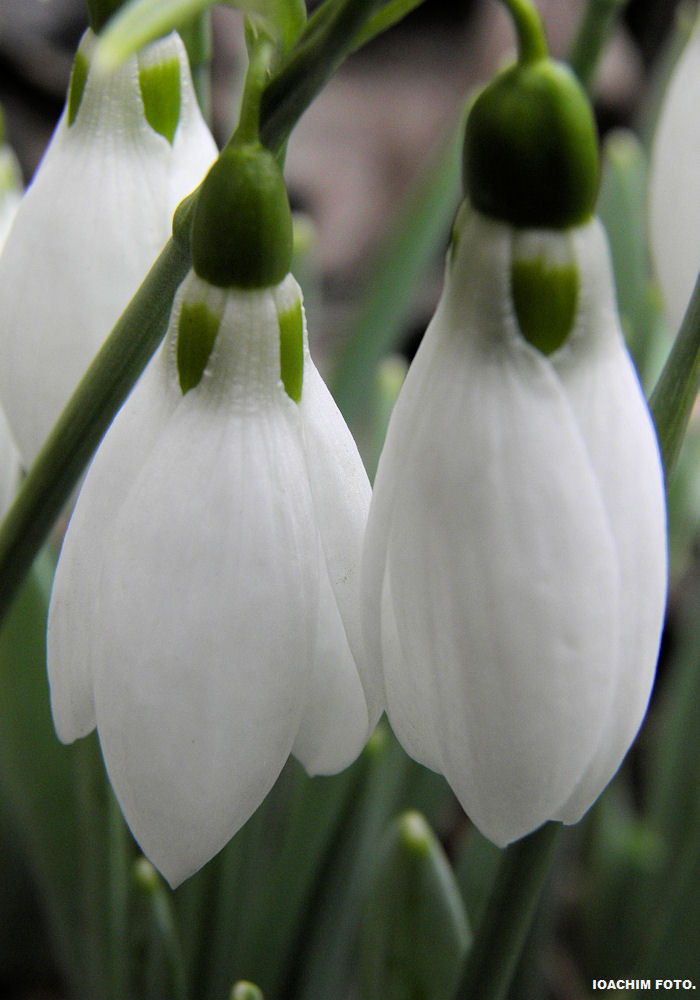 Snowdrop