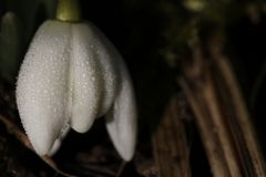 Snowdrop