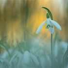 Snowdrop