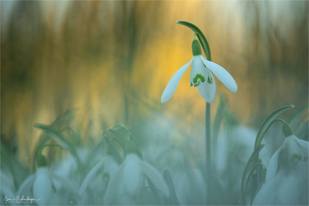 Snowdrop