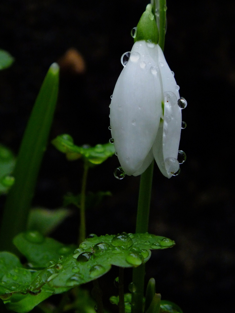 Snowdrop and Raindrops