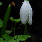 Snowdrop and Raindrops