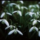 Snowdrop