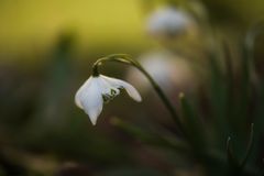 Snowdrop Ballerina