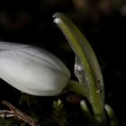 Snowdrop