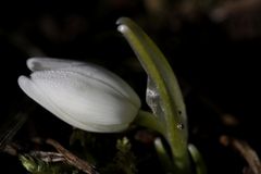 Snowdrop