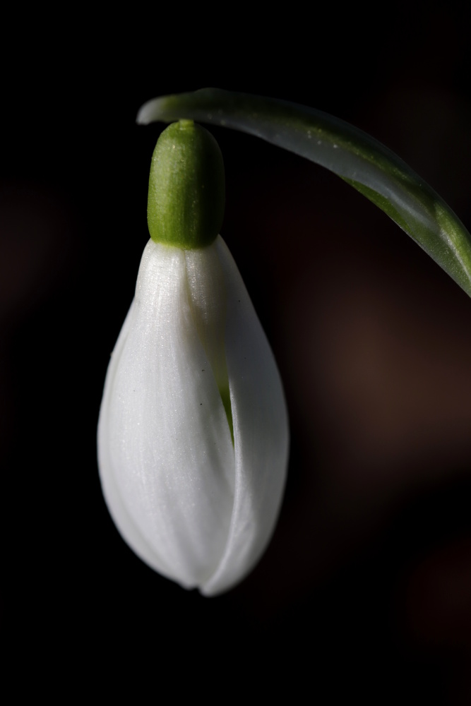 Snowdrop