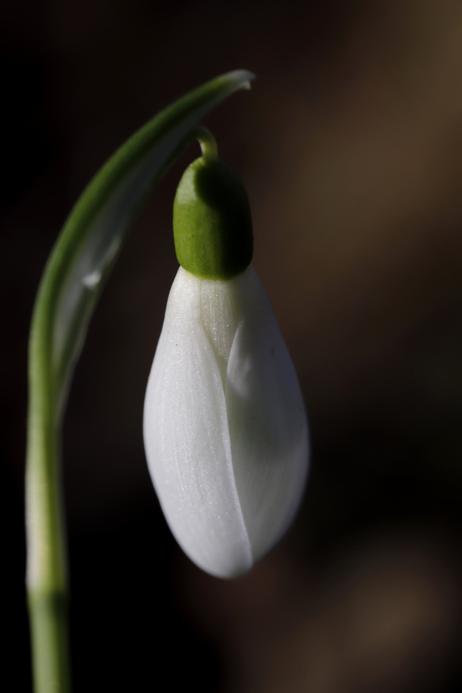 Snowdrop