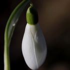 Snowdrop