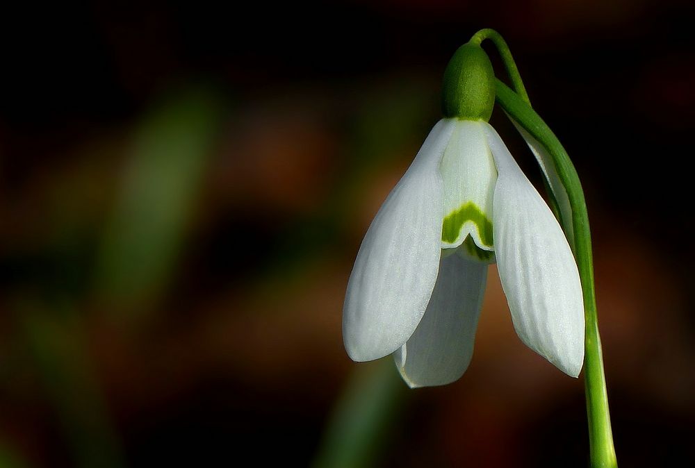 Snowdrop 