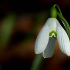 Snowdrop 