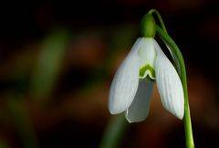 Snowdrop 