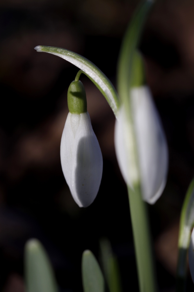 Snowdrop