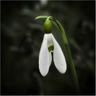 Snowdrop