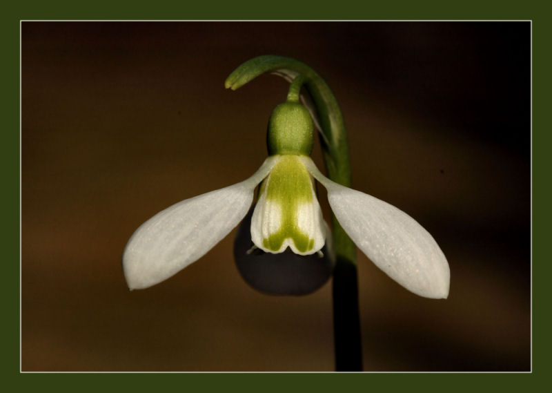 snowdrop