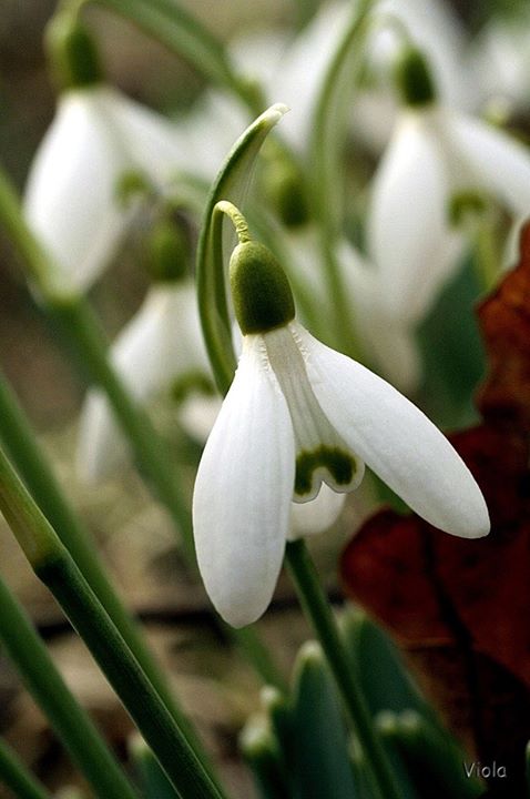 Snowdrop