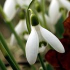 Snowdrop