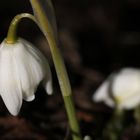 Snowdrop