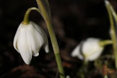 Snowdrop