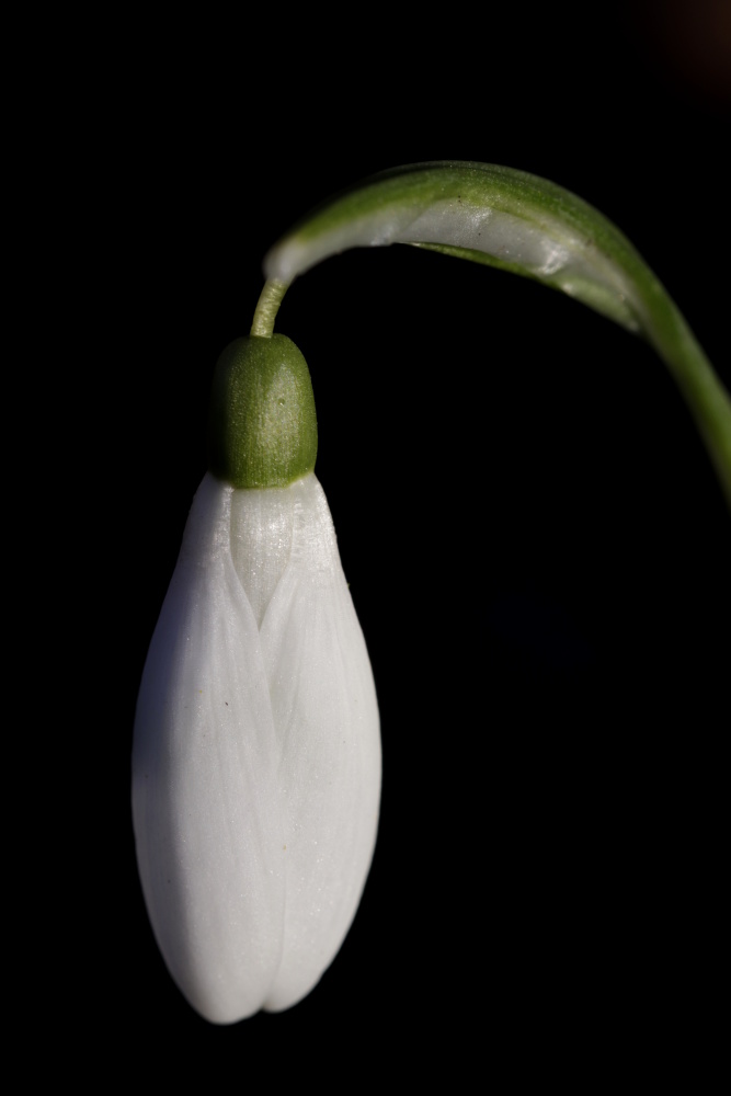 Snowdrop