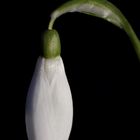 Snowdrop