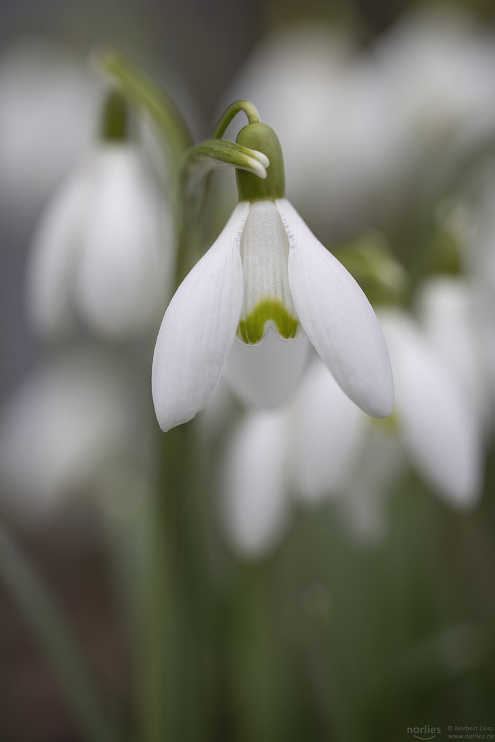 snowdrop flowers