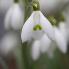 snowdrop flowers