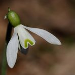 Snowdrop (Galanthus)