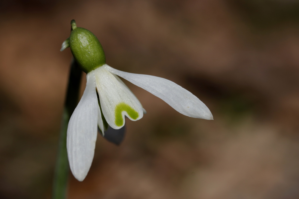 Snowdrop (Galanthus)