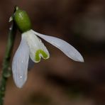 Snowdrop (Galanthus)