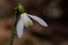 Snowdrop (Galanthus)