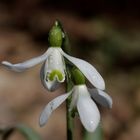 Snowdrop (Galanthus)