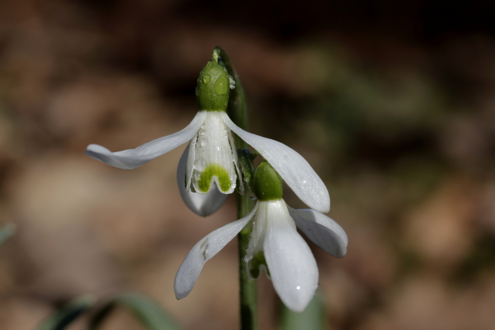 Snowdrop (Galanthus)