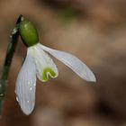 Snowdrop (Galanthus)